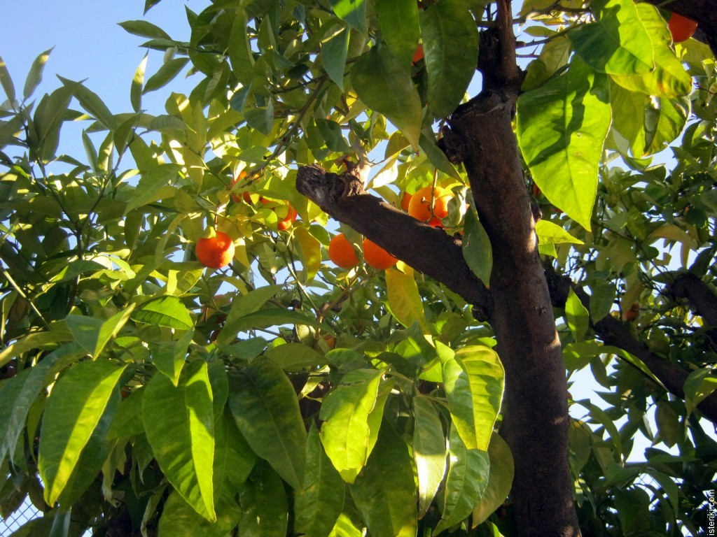 На дереве висят мандарины сначала настя