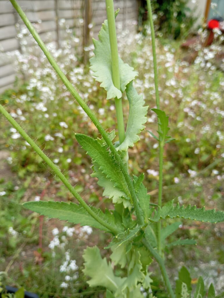 Opium and common poppies' leaves