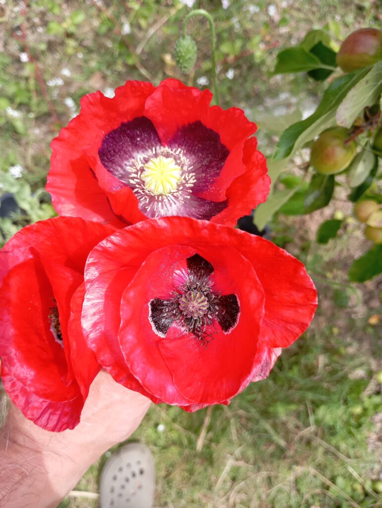 Opium and common poppies